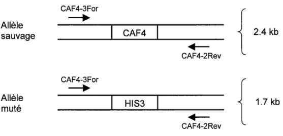 Figure 6: Vérification de la délétion CAF4 dans la souche AUBCS par PCR  Les flèches représentent les amorces utilisées pour le PCR