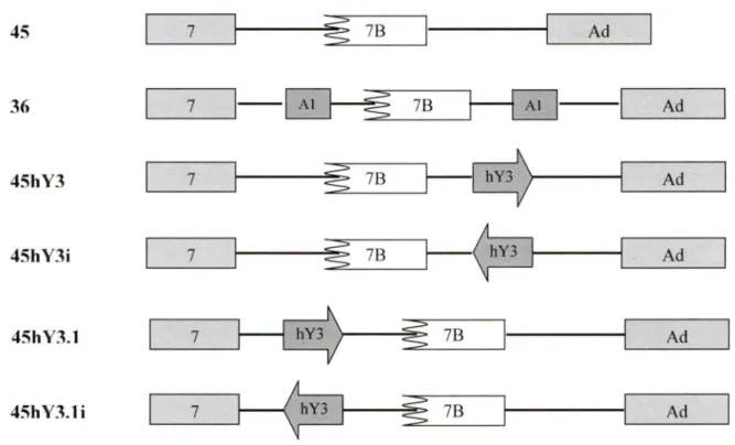Figure 8 : Schémas et nomenclature des constructions utilisées dans les réactions  d' épissage  in  vitro  du mini-gène hnRNP Al