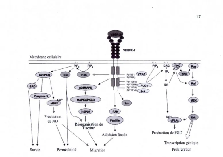 Figure  1.9 Illustration  schématique de la transduction du  signal par  le  VEGFR-2.  La liaison  du  VEGFA  au  VEGFR-2  initie  une  cascade  de  signalisation  cellulaire  induisant  la survie,  la  perméabilité, la migration et la prolifération cellul
