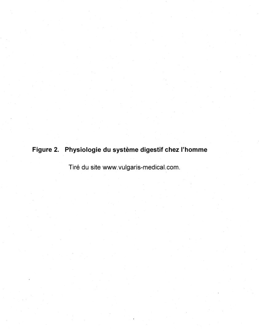 Figure 2.  Physiologie du système digestif chez l'homme  Tiré du sitewww.vulgaris-medical.com