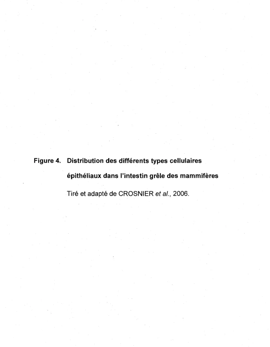 Figure 4.  Distribution des différents types cellulaires 