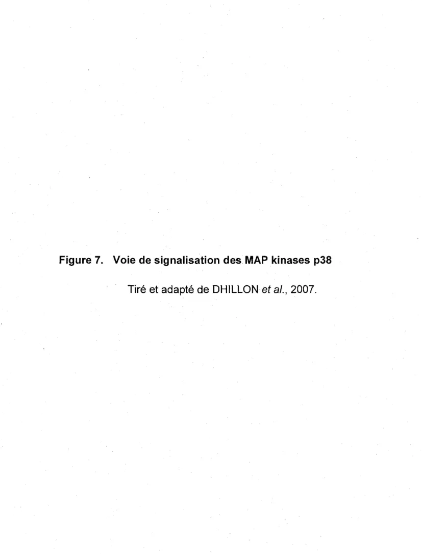 Figure 7.  Voie de signalisation des MAP kinases p38  Tiré et adapté de DHILLON et al.,  2007