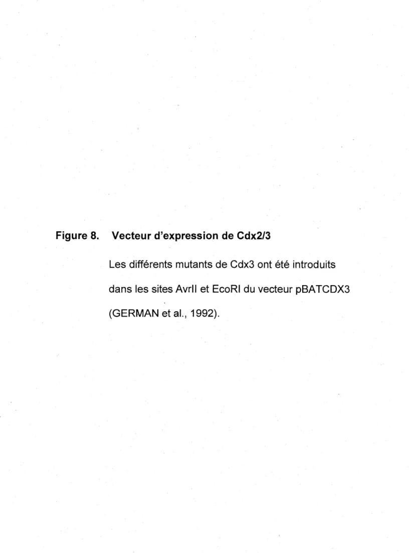 Figure 8.  Vecteur d'expression de Cdx2/3 