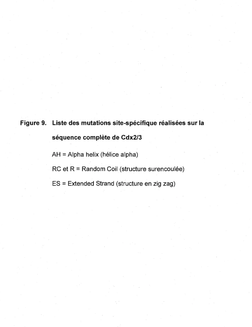 Figure 9.  Liste des mutations site-spécifique réalisées sur la  séquence complète de Cdx2/3 