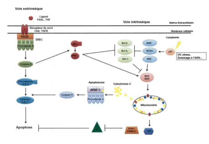 Figure 1 : Les voies de signalisation de l'apoptose 