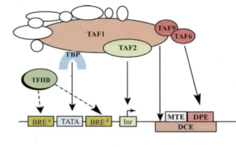 Figure 4 : Le promoteur de base 