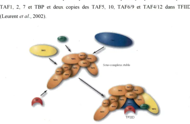 Figure  5 :  Le facteur général de transcription TFIID 
