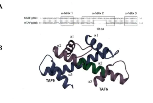 Figure 6: Le domaine  de  repliement  de  type  d'histone  des  variants  d'épissage de  TAF6 et la dimérisation de TAF6a avec TAF9 