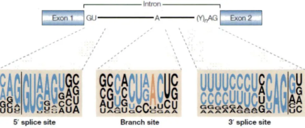 Figure 9 : Les séquences consensus des sites d'épissage 