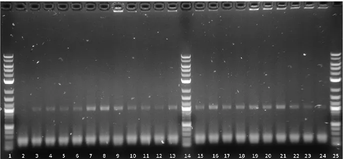 Figure 6. Confirmation de la sélection des mutants par PCR. Gel  électrophorèse avec le  produit  d’amplification  du  gène  aad7  (1034  pb)