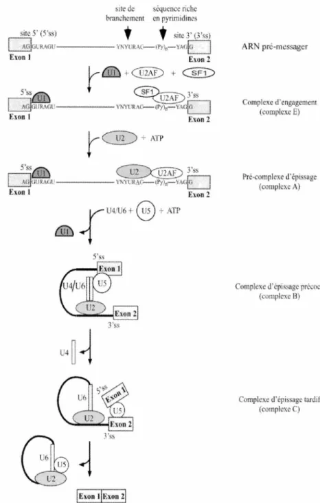 Figure 2.  Formation du spliceosome. L'épissage est médié par la formation  du spliceosome  suite à l'addition de S snR  Ps (U  1,  2,  4, US  et  U6) sur I' AR  prémessager