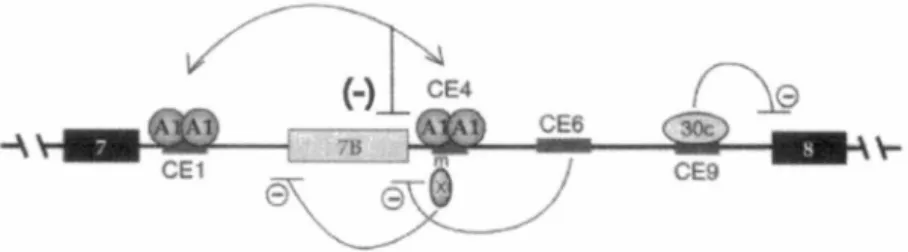 Figure 5. Mécanismes divers contrôlant l'épissage de l'exon alternatif 78 de l'ARN  pré- pré-messager de hnRNP Al