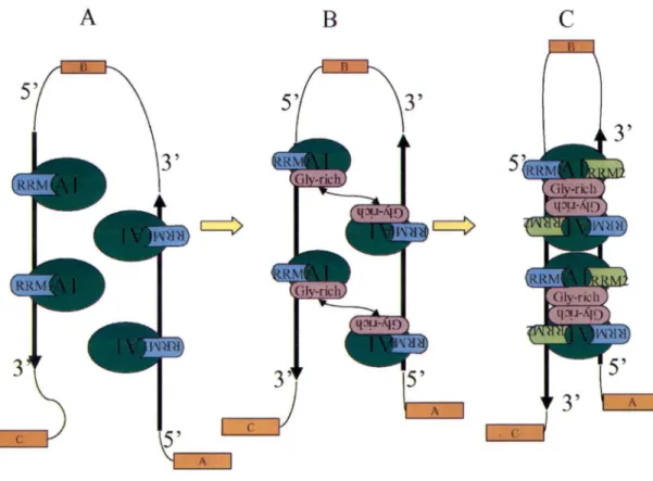 Figure 6.  Modèle : activité de hnRNP Al dans l'épissage alternatif. A.  Liaison du  RRM 1 à  une séquence d'ARN de haute affinité