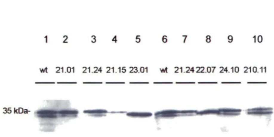 Figure 9.  États des protéines recombinantes hnRNP Al et ses mutants. 