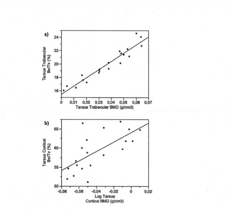 Figure 2.2  Relationship between BMD  and Bv/Tv  in both bone sections of male RBGUs:  a)  trabecular BMD  (g/cm 3 )  and  Bv/Tv  (%)  (n  =  20;  r 2  =  0.92; p  &lt;0.0001)  and b)  cortical  BMD  (logw-transformed g/cm 3 )  and Bv/Tv (%) (n  =  20; r 2