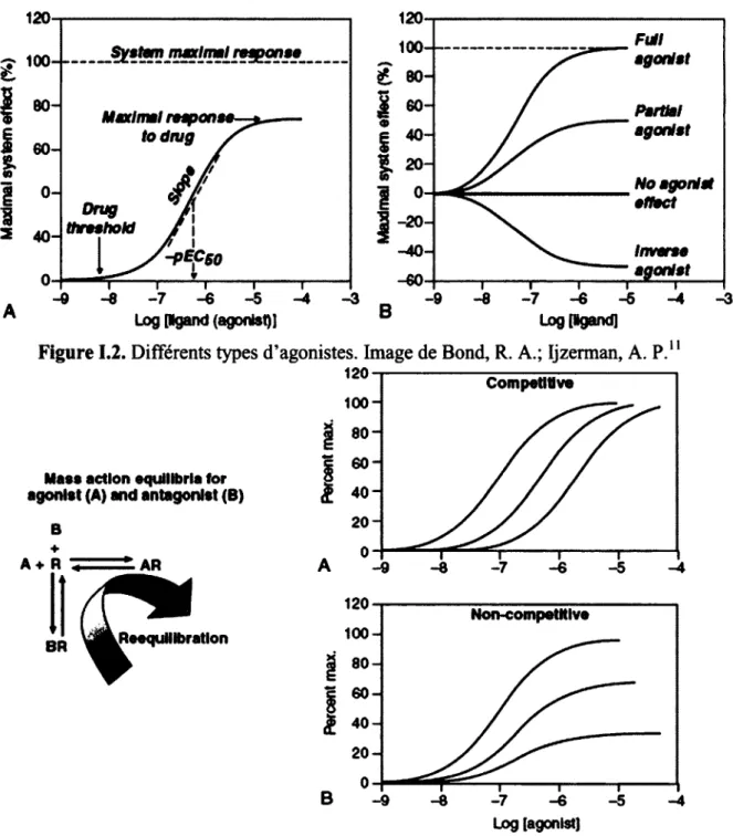 Figure 1.2. Différents types d'agonistes. Image de Bond, R. A.; Ijzerman, A. P." 