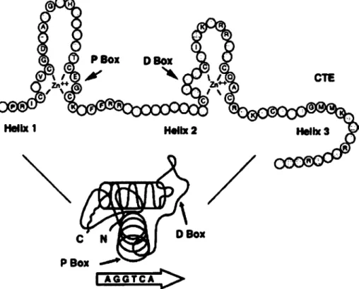 Figure 1.8. Structure du domaine de liaison à l'ADN. Image de Aranda, A.; Pascual, A. 44 