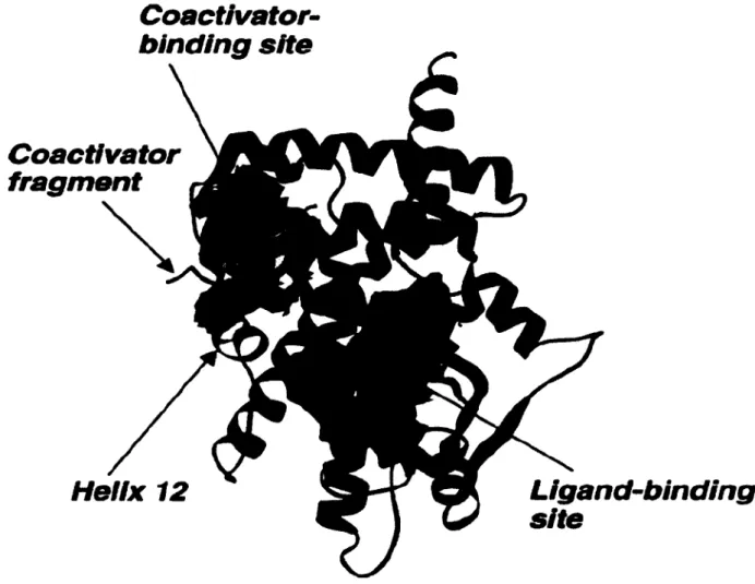 Figure 1.10. Domaine de liaison du ligand de PPARy. Image de Berger, J.; Moller, D. E