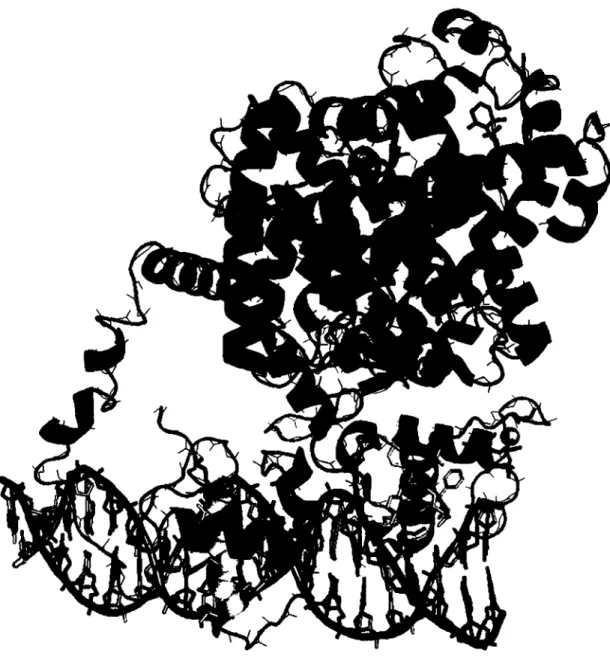 Figure 1.12. Interaction du complexe PPARy(rouge)/RXR(bleu) avec le motif AGGTCA-X- AGGTCA-X-AGGTCA(vert) (doigt de zinc en mauve)