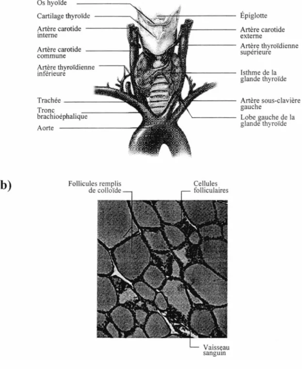 Figure  1.  Anatomie macroscopique et microscopique de la glande 