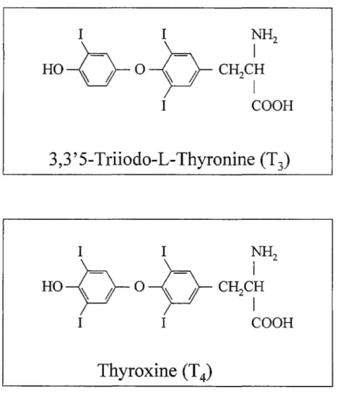 Figure 2. Structure biochimique des principales hormones thyroïdiennes. 