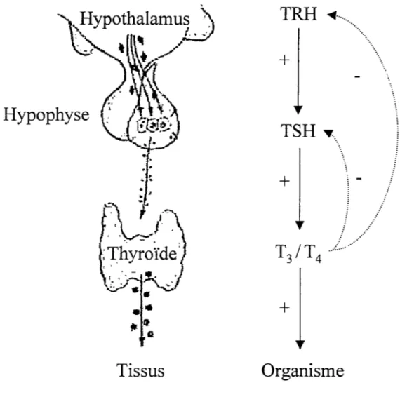 Figure 3. Axe hypothalamo-hypophyso-thyroïdien. La synthèse et relâche  d'hormones thyroïdiennes sont contrôlées par les hormones TR.H et TSH de  l'hypothalamus et de l'hypophyse