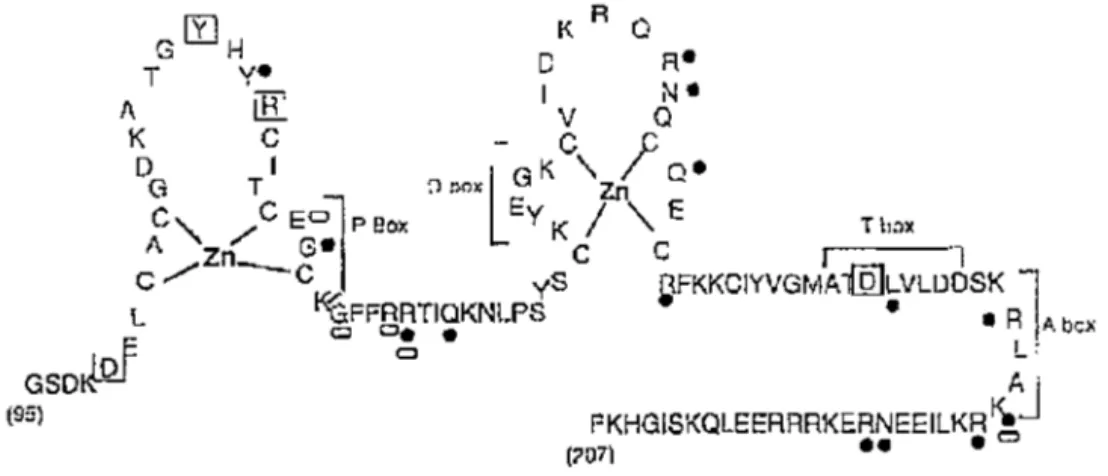 Figure S. Structure du domaine de liaison à l' ADN de  TR~l. 