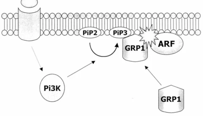 Figure 10. Modèle de translocation de  GRPl  à la  membrane plasmique. 