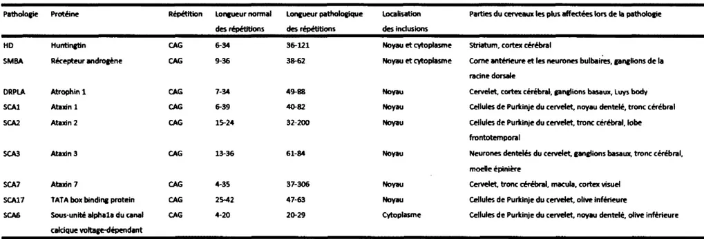 Tableau  1  :  Maladies  polyglutamines  connues  à  ce jour.  À  gauche,  les  neuf maladies  polyglutamines  sont présentées