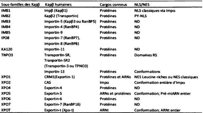 Tableau  2  Familles  des  karyophérines  (5.  À  gauche  la  sous  famille  de  KapP,  suivie  du  nom de la protéine humaine