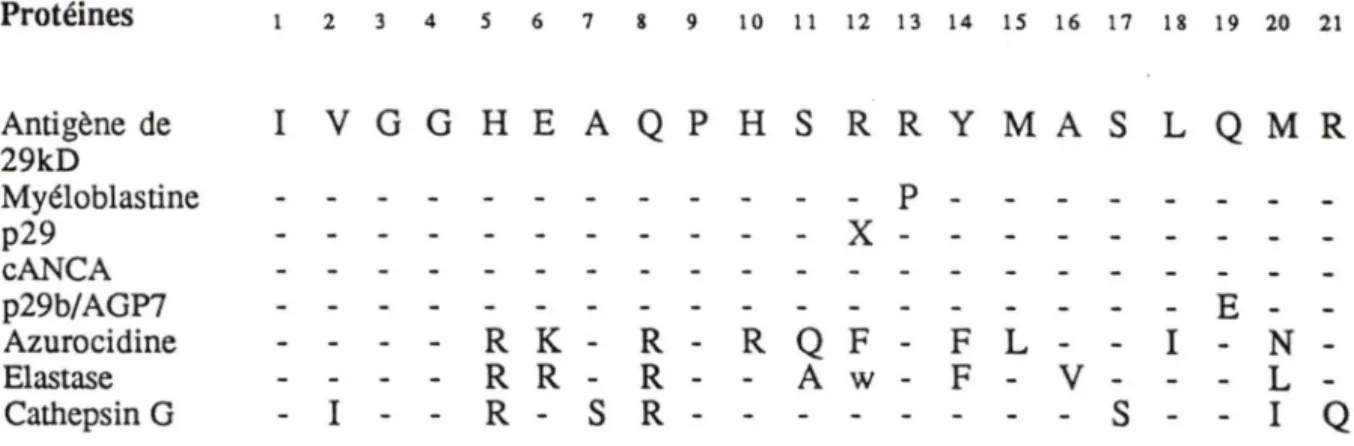 Figure  1.  Homologie  des  séquences  N-terminales  des  différentes  protéases  à  sérine  du  neutrophile