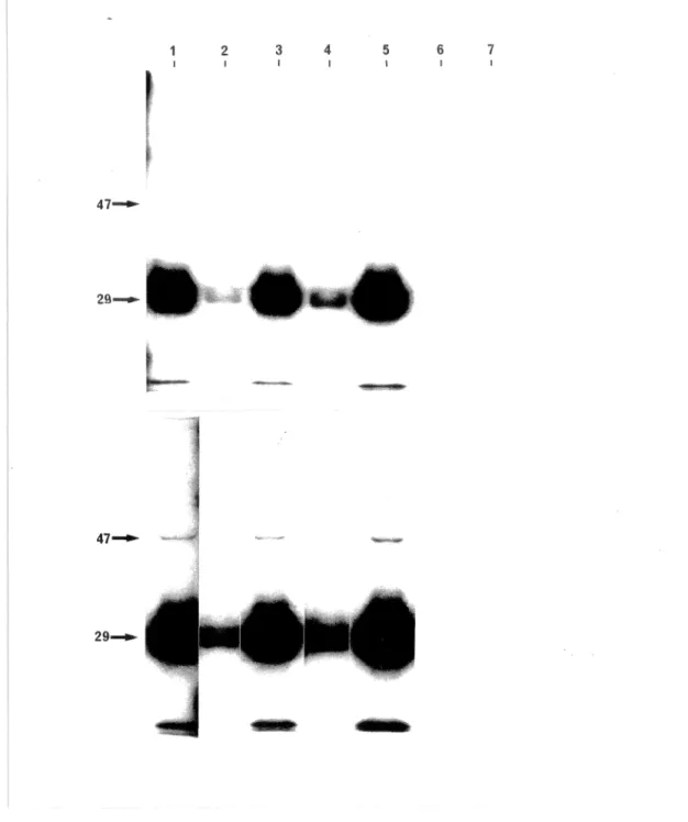 Figure  SA.  Immunoprécipitations  d'une  protéase  à  sérine  de  29  kD  et d'une  composante  mineure  de  47  kD  dans  les  neutrophiles  ~t  les .tcellules  mononucléées