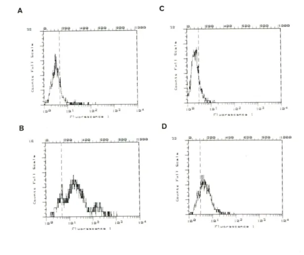Figure  10.  Démonstration  de  l'expression  de  surface  de  la  myéloblastine  sur les  cellules HL60 et les  neutrophiles