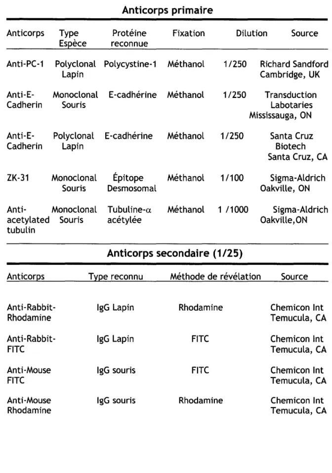 Tableau 1 : Anticorps utilisés pour les immunofluorescence indirectes. 