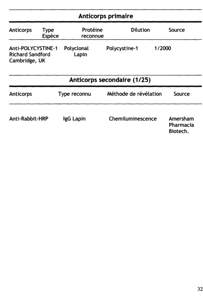 Tableau 2 : Anticorps utilisés pour les immunobuvardages (Western blot).  Anticorps primaire  Anticorps  Type  Espèce  Anti-POL YCYSTINE-1  Richard Sandford  Cambridge,  UK  Protéine  reconnue Polyclonal Lapin  Dilution  Source Polycystine-1 1 /2000  Antic