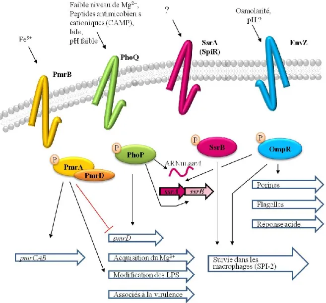 Figure  1-  Régulation  croisée  de  systèmes  à  deux  composants  impliqués  dans  la  virulence de Salmonella enterica 