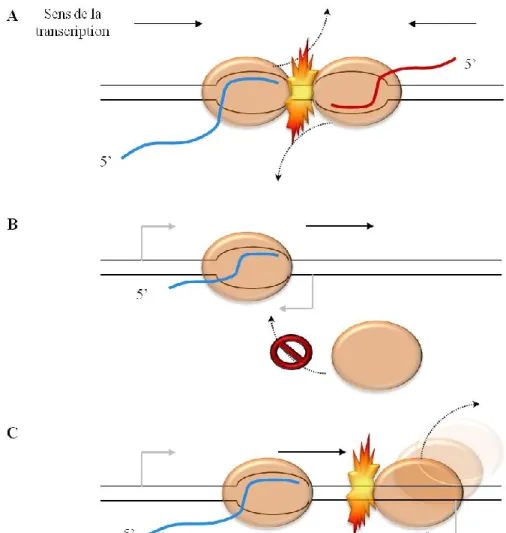 Figure 3- Mécanismes généraux d'interférence de transcription par la transcription  d'un ARN antisens 