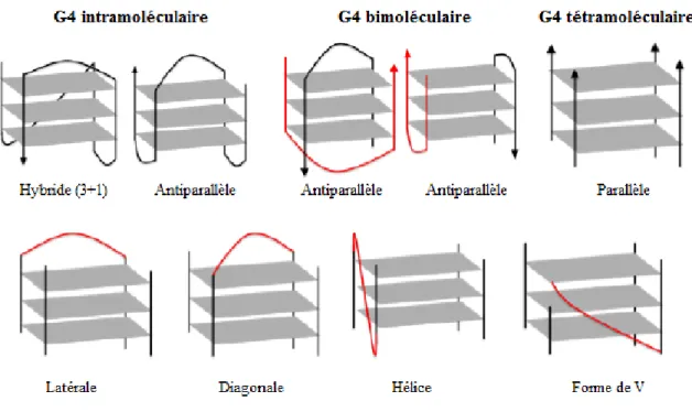 Figure   3:   Conformations   multiples   des   G-quadruplexes.  La   ligne   supérieure   illustre   les  différentes   conformations   de   G4   intra-   et   intermoléculaire   avec   des   orientations   parallèle,  antiparallèle et hybride des brins