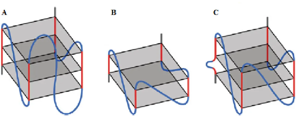 Figure 4 : Structures de G-quadruplexes non-canoniques. (A) G4 avec une longue boucle 2  (c’-à-d
