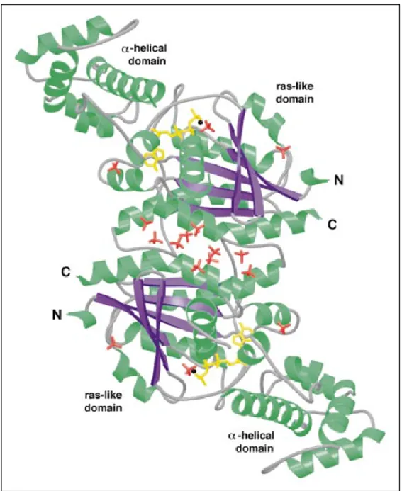 Figure 1 : Cristal d'un dimère de sous-unité Gα s