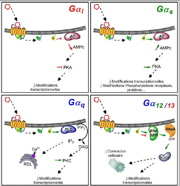 Figure 3 : Schématisation des voies de signalisation des protéines Gα  Schématisation de la signalisation induite par les différentes sous-unités Gα,  suivant l’activation d’un récepteur à 7 domaines transmembranaires