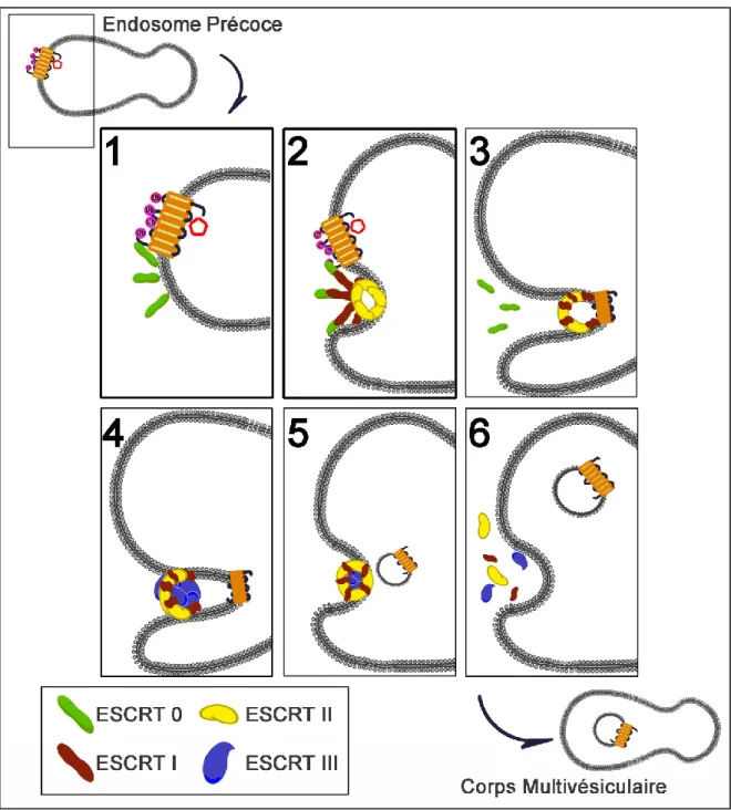 Figure 11 : Schématisation de l’intervention des complexes ESCRT dans  l’internalisation des RCPG dans les vésicules intraluminales des corps 