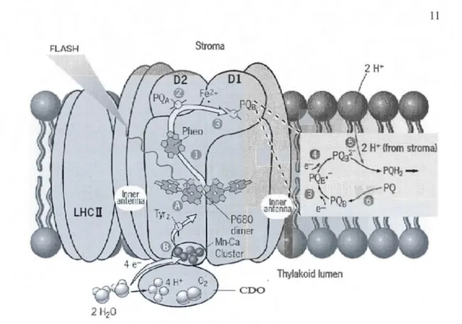 Figure  1.4  Schématisation  du  centre  réactionnel  du  PSII,  des  antennes  internes  (inner  antenna)  et  externes  (LHCII),  du  complexe  émetteur  d'oxygène  (CDO)  et  des  molécules  impliquées  dans  la  séparation  de  charge  nécessaire  au t