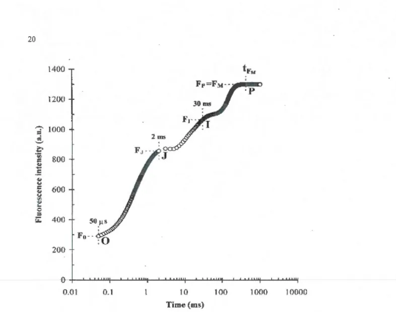 Figure  1.7 Cinétique  typique  de  fluor escence  rapide  des  Chi-a montrant  les  transitions  OJIP  mesurées  pendant  l'illumination  (pic  à  650nm;  3200j.lmol  photons  m· 2 s- 1 )  d 'une  feuille  de  lu zerne  adaptée  à  la  noirceur, en  fonct