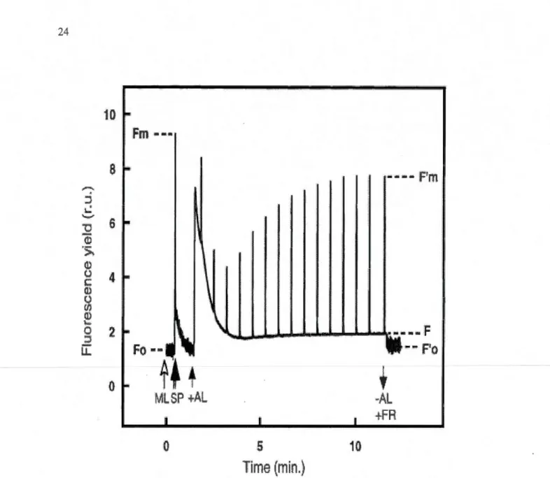 Figure  1.9 Représentation schématique de 1  'induction de  la cinétique de  fluorescence  obtenue  à  1  'aide de la méthode de fluorométr ie PAM