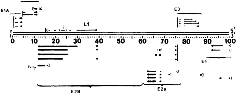 Figure 1:  Ad2 genomic map of the early proteins and their mRNAs. 