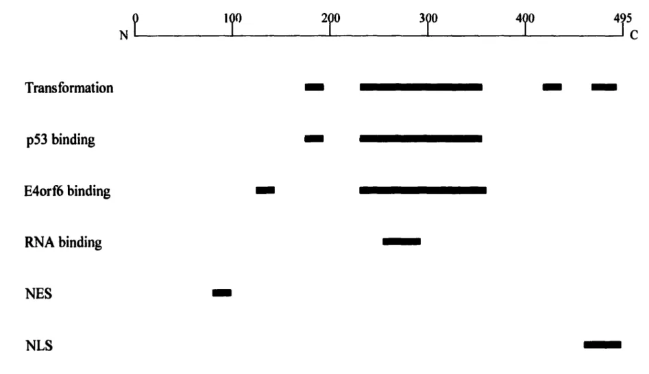 Figure 2:  Schematic diagram illustrating the functional domains in the Ad EIB 55-kDa protein