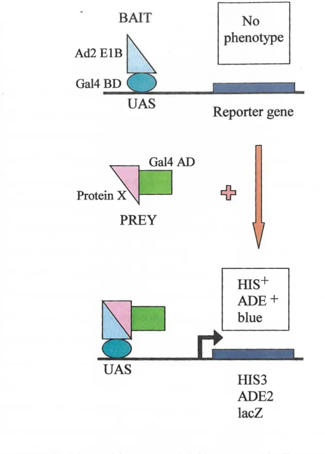Figure 3:  Scheme of the yeast two-hybrid system used for library screening. 