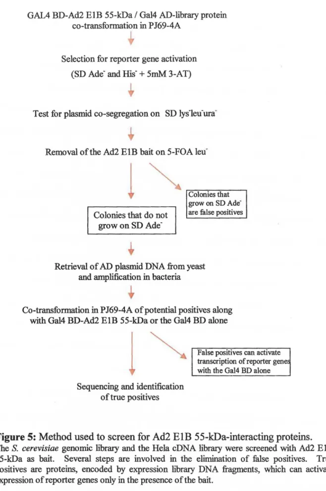 Figure 5: Method used to screen for Ad2 ElB 55-kDa-interacting proteins. 