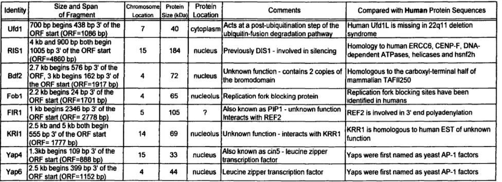 Table 3:  S.  cerevisiae  proteins positive for interaction with Ad2 E1B 55-kDa 